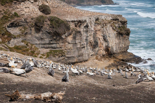 Muriwai Gannet Colony Walk: Honest Guide + What to Expect