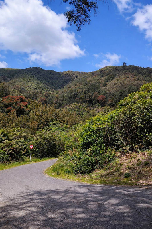 Mt Climie and Tane’s Track Walk: Honest Upper Hutt Guide