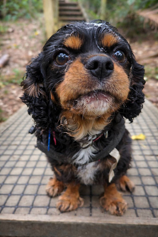 Signs Your Dog Is Struggling on a Hike and What to Do Next