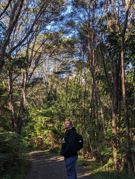 Waiomu Kauri Grove Walk: Honest Guide to the Kauri Forest Near Thames