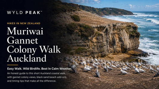 Muriwai Gannet Colony Walk Auckland: Honest Guide Before You Go