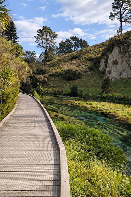 Blue Springs Walk Putāruru: Honest Guide to the Te Waihou Walkway
