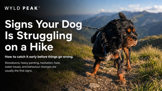 Signs Your Dog Is Struggling on a Hike and How to Catch Them Early