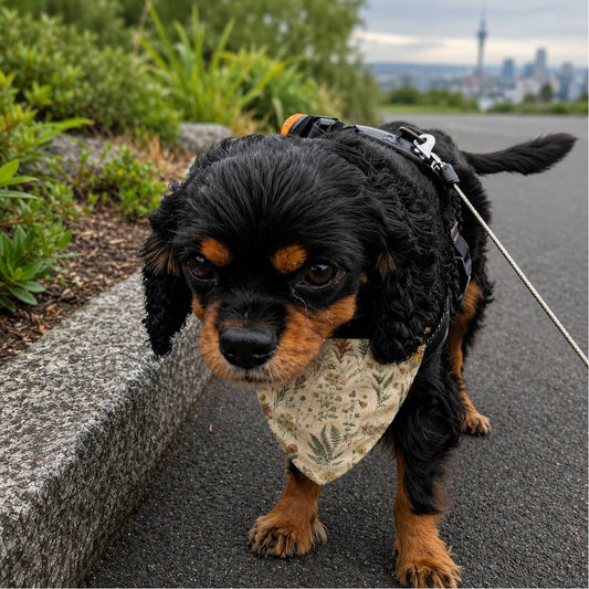 Dog on a leash with a bandana walking on a path with a cityscape in the background