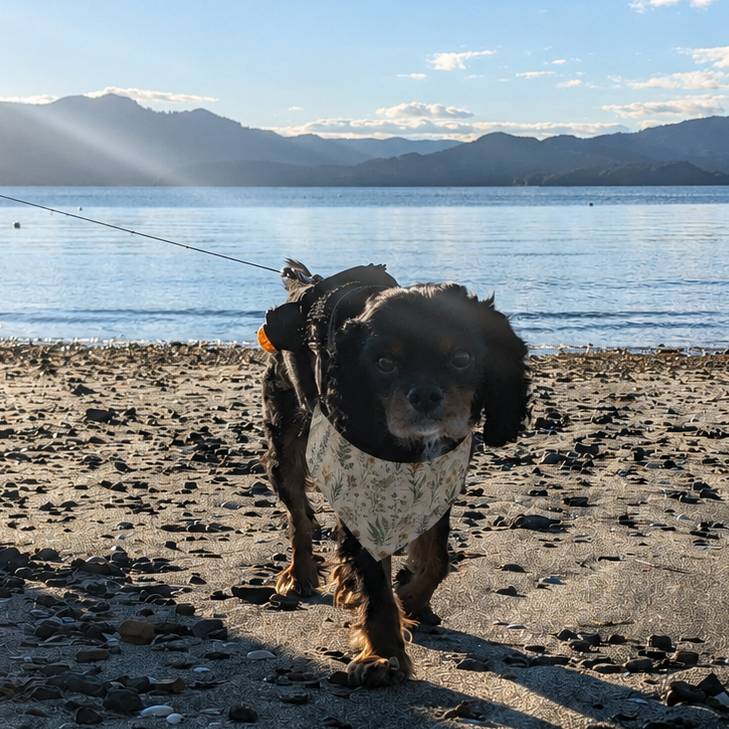 Dog on a leash standing on a beach with mountains and water in the background