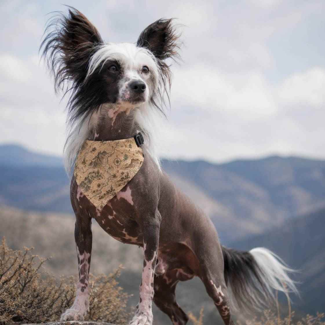 Baja Trail Dog Bandana - Southwestern Clip-On Pet Bandana