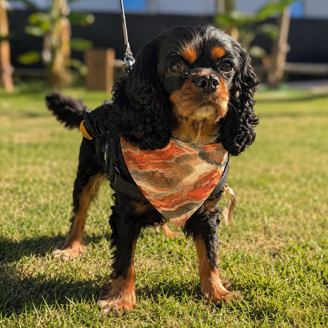 Dog wearing a bandana on a grassy field