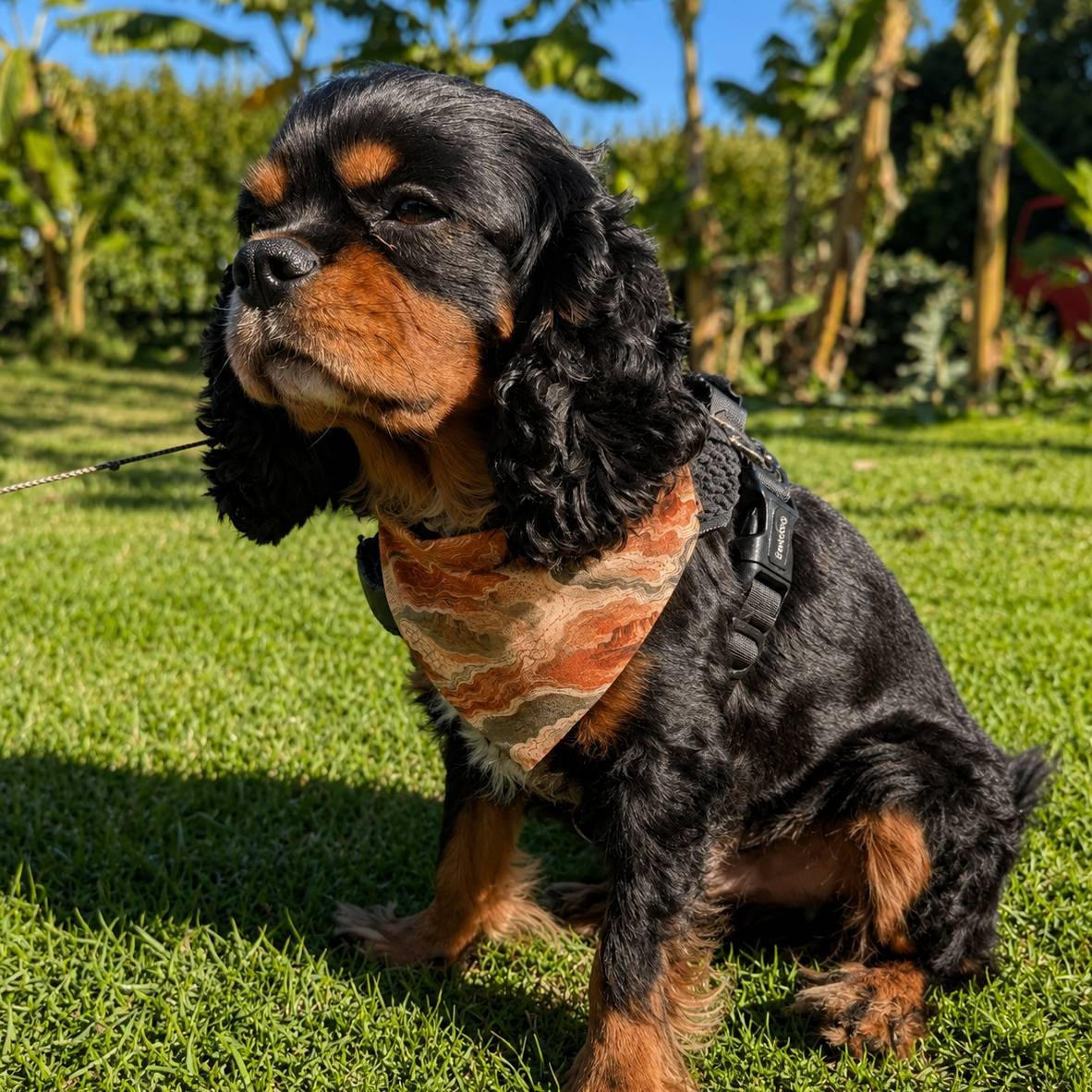 Dog wearing a patterned bandana sitting on grass with trees in the background