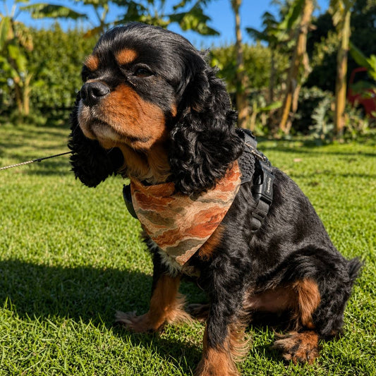 Dog wearing a patterned bandana sitting on grass with trees in the background