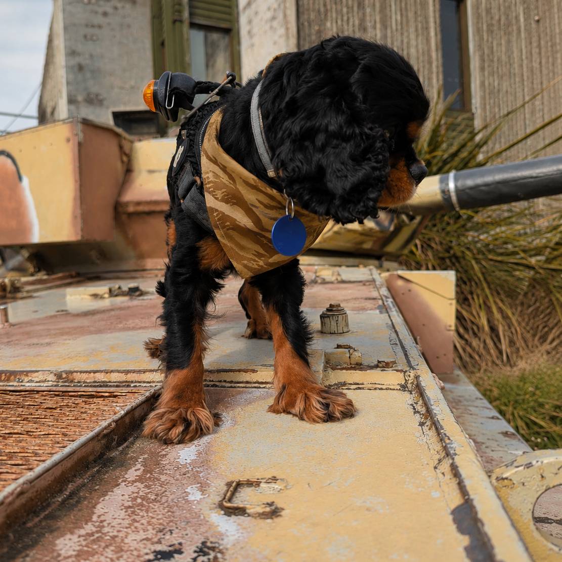 Dog wearing a jacket on a rooftop with industrial background
