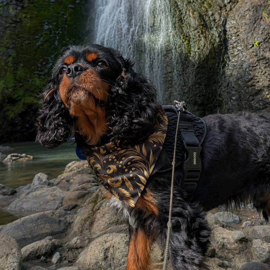 Dog in a patterned coat standing on rocks with a waterfall in the background