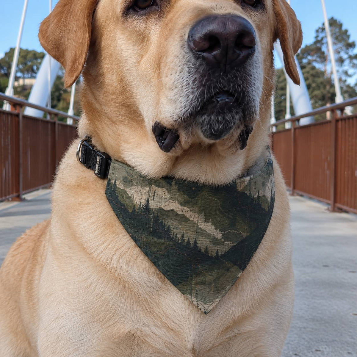 A close-up of a yellow Labrador Retriever wearing a green and brown camouflage bandana on a bridge outdoors.