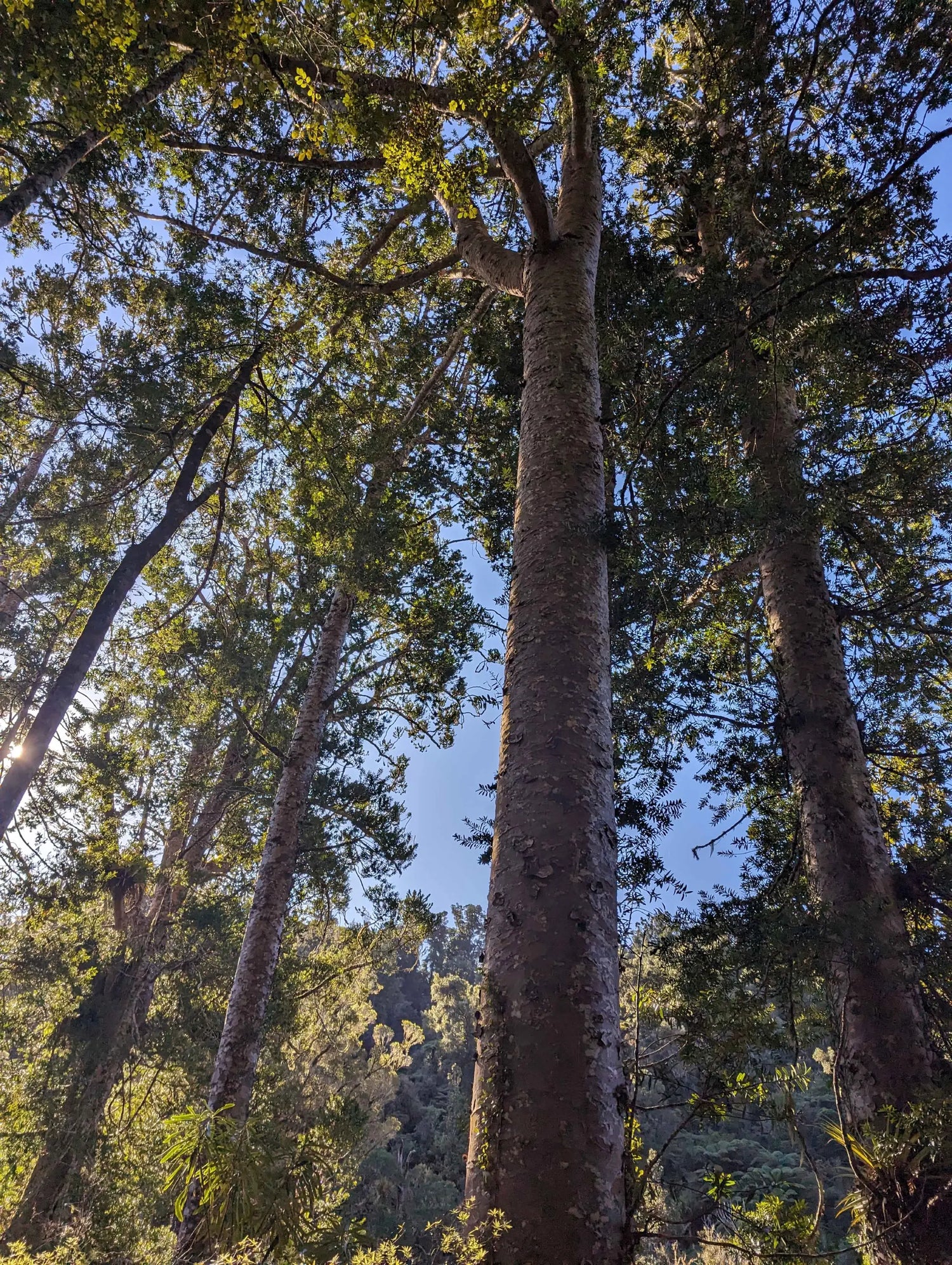 Tall trees with a clear blue sky visible through the branches