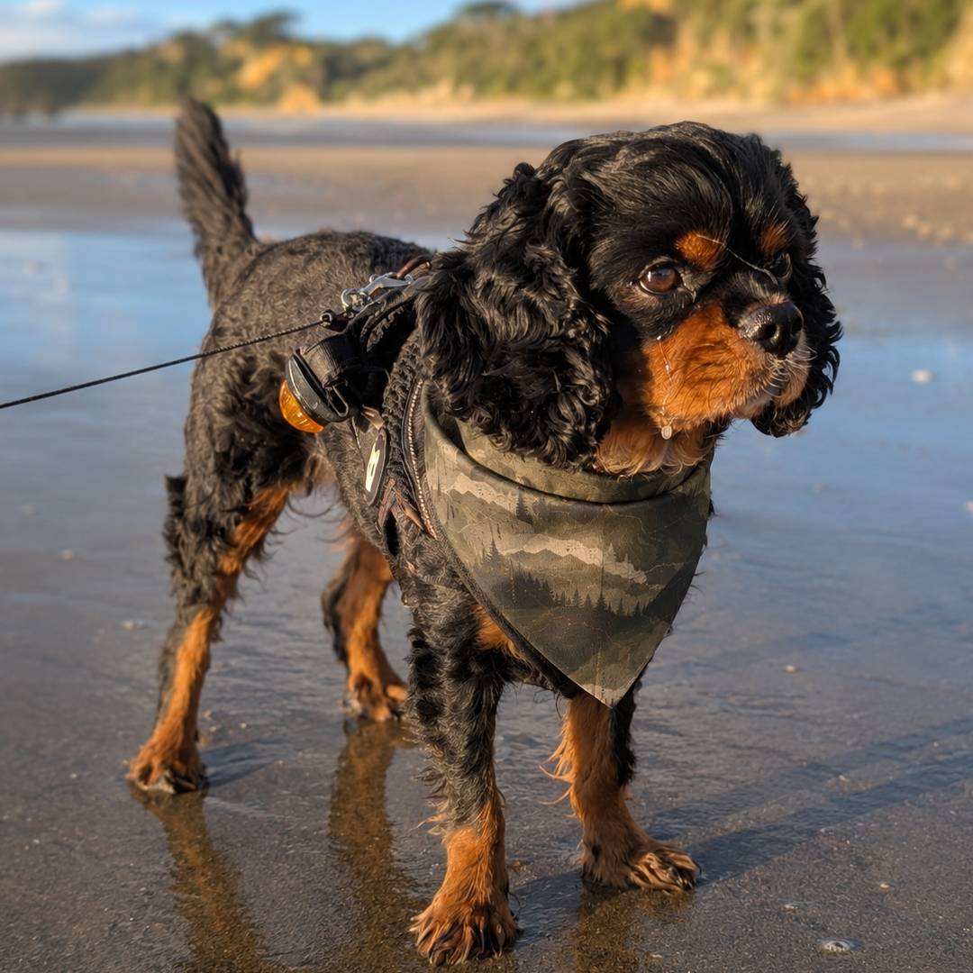 Dog on a leash standing on a beach with a scenic background