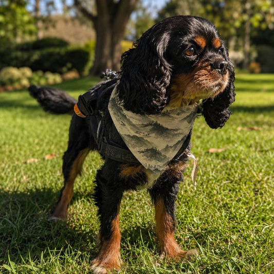 Dog wearing a camouflage bandana standing on grass