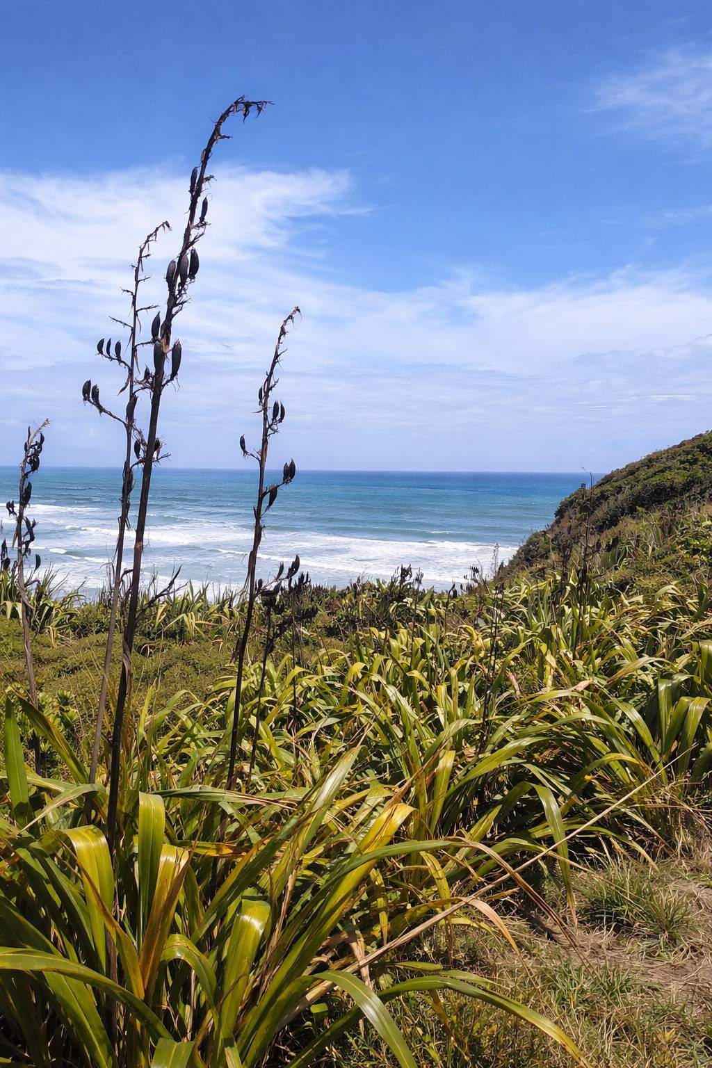 Tall plant with a coastal background featuring ocean and sky.