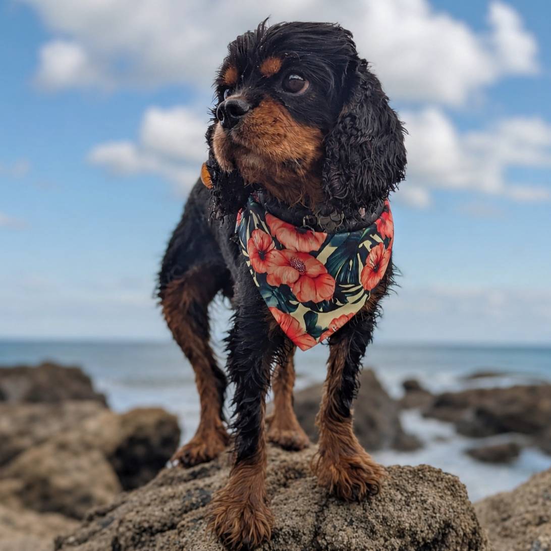 Dog wearing a floral bandana standing on rocks with a blue sky and ocean in the background