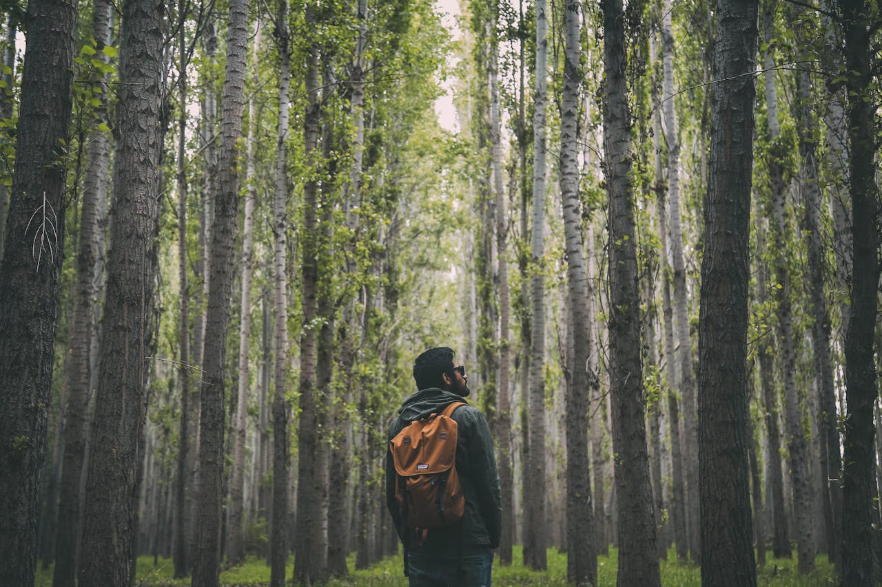 Backpacker walking through towering redwoods in California.