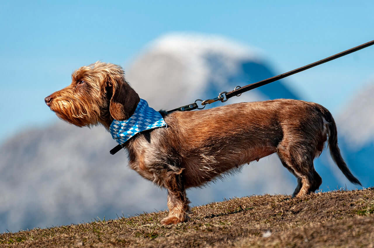 Small hiking dog on leash with mountain backdrop during outdoor trek.