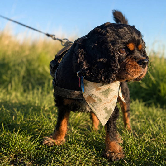 Dog on a leash wearing a bandana in a grassy field