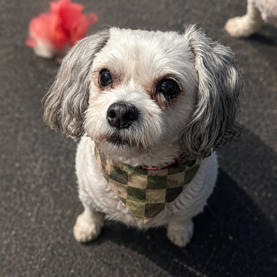 Small white dog with gray hair wearing a checkered bandana on a dark pavement.