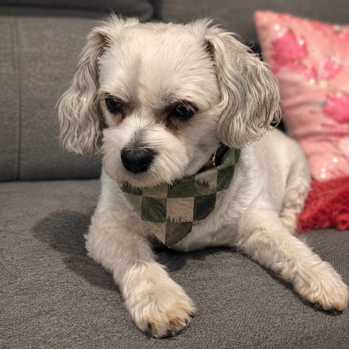 Small white dog wearing a checkered bandana on a gray couch with pink pillows.