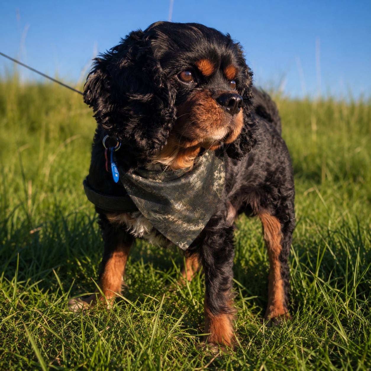 Dog standing on grass with a blue leash, wearing a bandana.