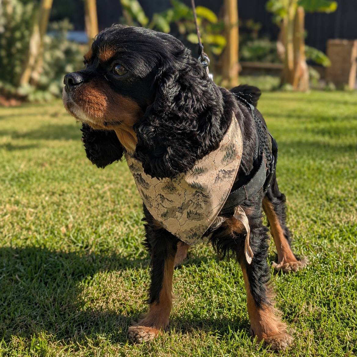 Dog wearing a camouflage harness standing on grass