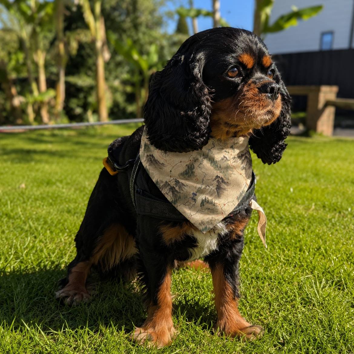 Dog wearing a camouflage jacket standing on grass with trees in the background