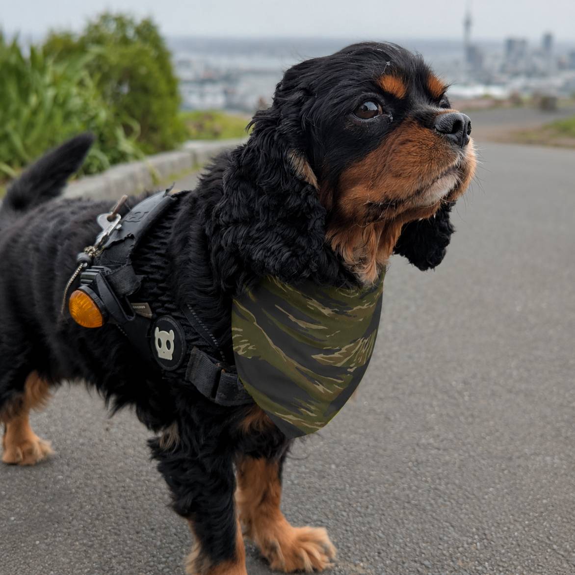 Dog wearing a camouflage jacket on a road with a cityscape in the background