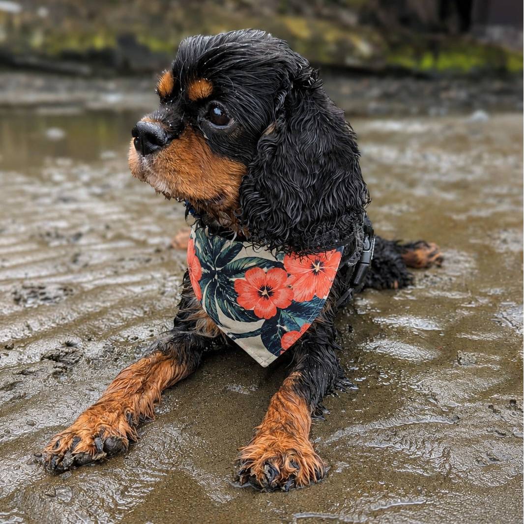 Dog wearing a floral shirt sitting on a wet ground