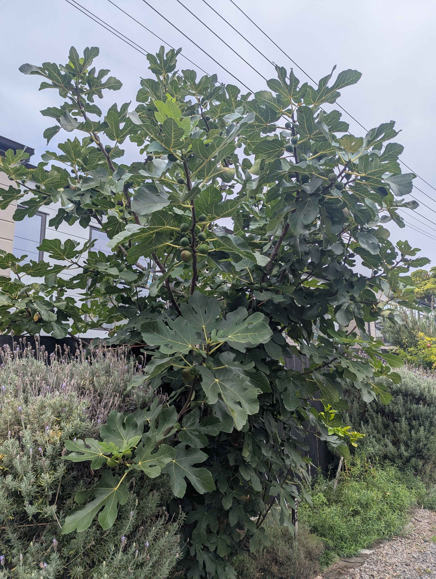 Large fig tree with green leaves and branches in an outdoor setting.