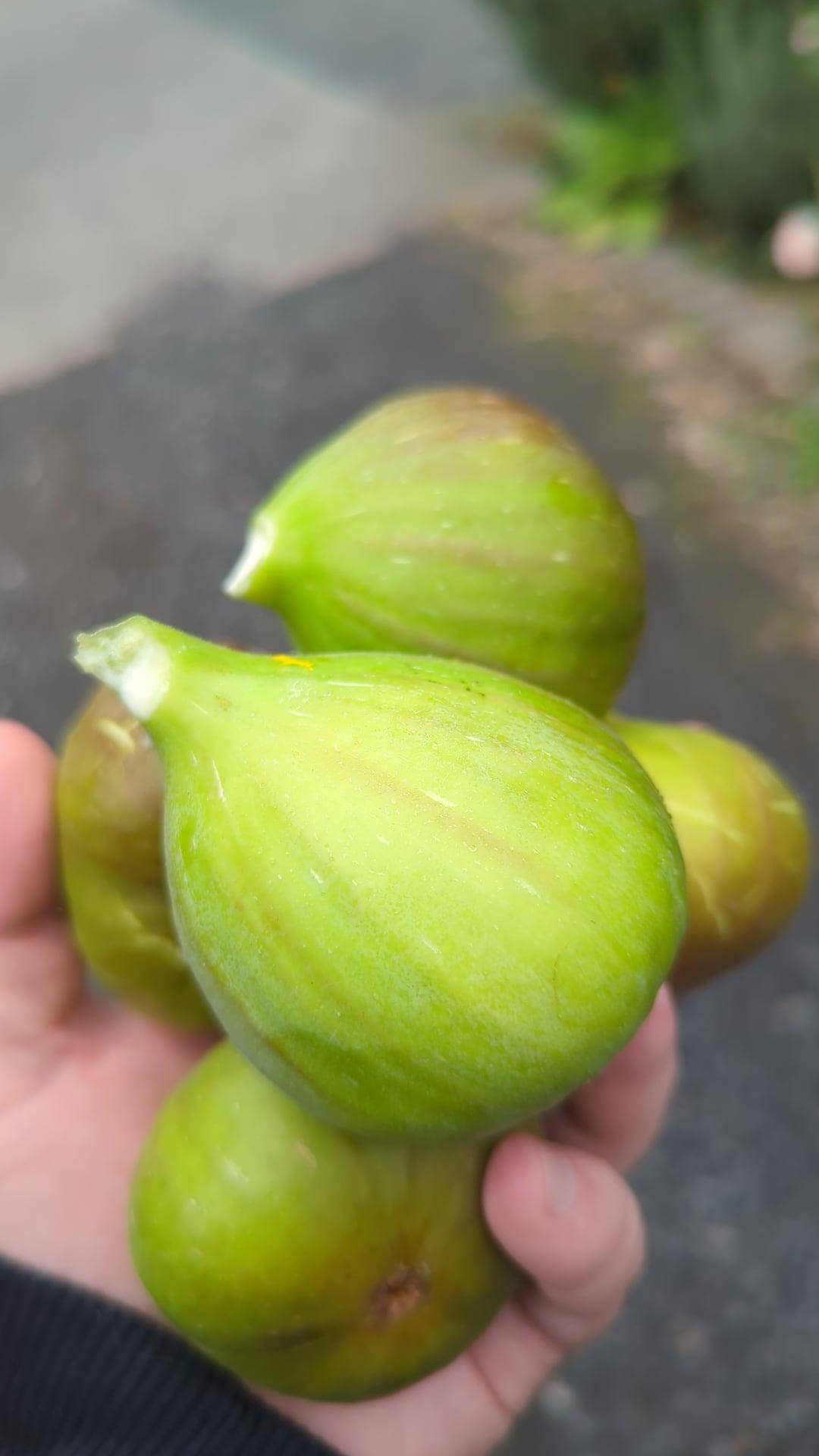 Hand holding a cluster of green fruits with a blurred background
