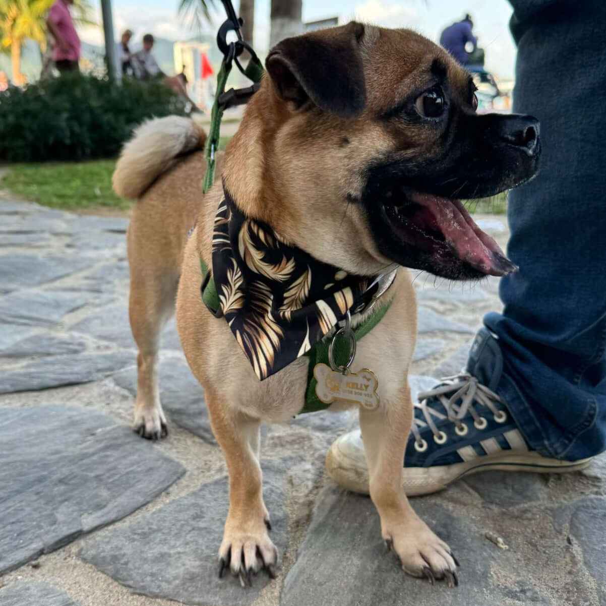 Floral Dog Bandana – Soft Pet Scarf for Stylish Dogs & Cats | Custom Printed, Sustainable, Two Sizes