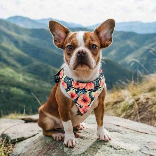 Poppy Floral Pet Bandana